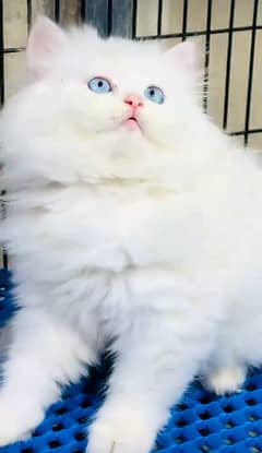 Low Rs| Cat| baby| Blue Eyes| Persian| Kittens| Punch"