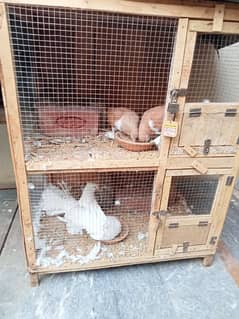 PIGEONS