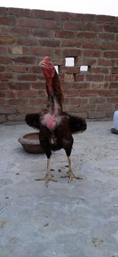Male female with chicks For sale