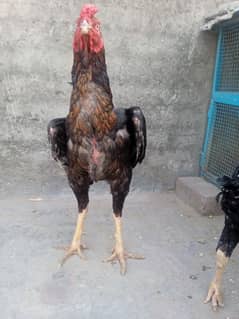 aseel murga for sal ha