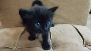 Semi Persian Black Cats