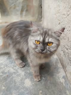 Smokey
