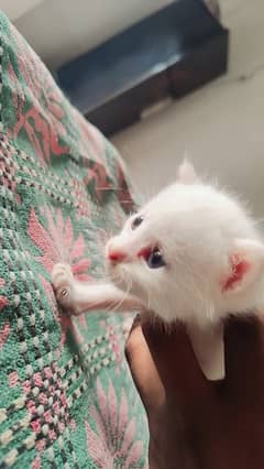 Persian