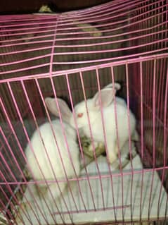 White rabbits baby