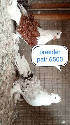 fancy pigeon | kabutar| Jacobin|  frillback saddle | amarican fantail|