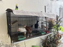 Cages
