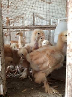 golden buff chicks
