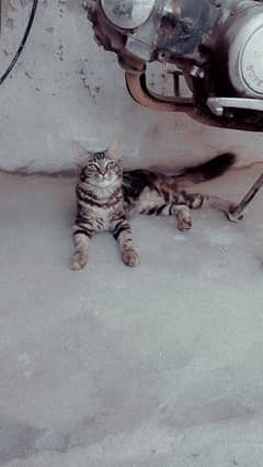 Female kitten for sale litter trained