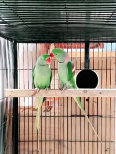 raw parrot