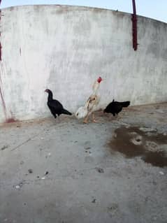 Mushka karuk Hens