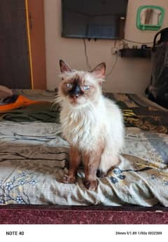 Siamese female