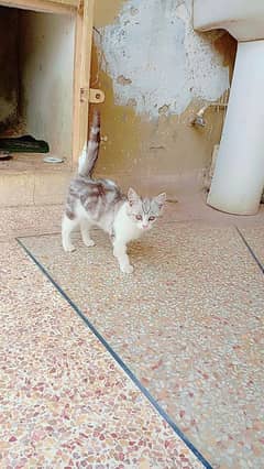 cat sel