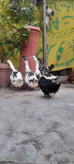 Ducks