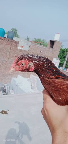 pure miyawale hen for sale