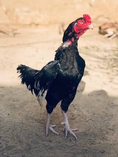 high quality aseel for sell