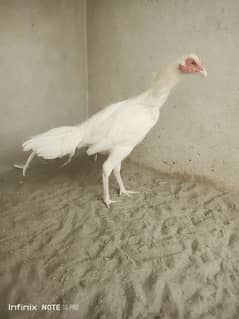 High Quality Heera Male