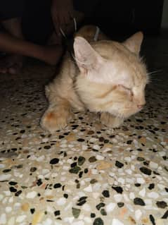 persion cat available