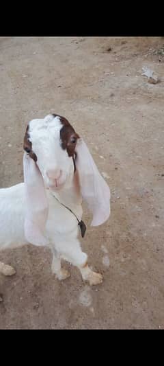 Gulabi