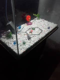new