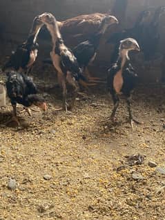 pure Thai pocoya chicke