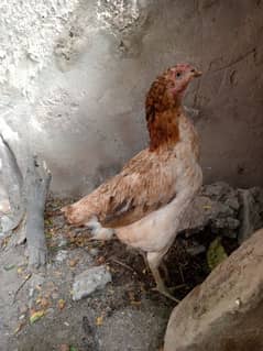 kurak Sindhi aseel female