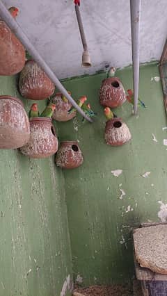 peach face love birds