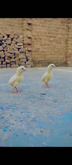 High Quality Mianwali Aseel chicks with Madi male sold out