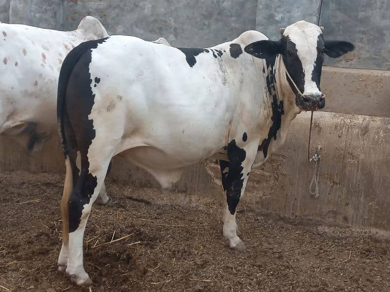 ghr mn pale hue Bachre 2 daant 03143571773 12
