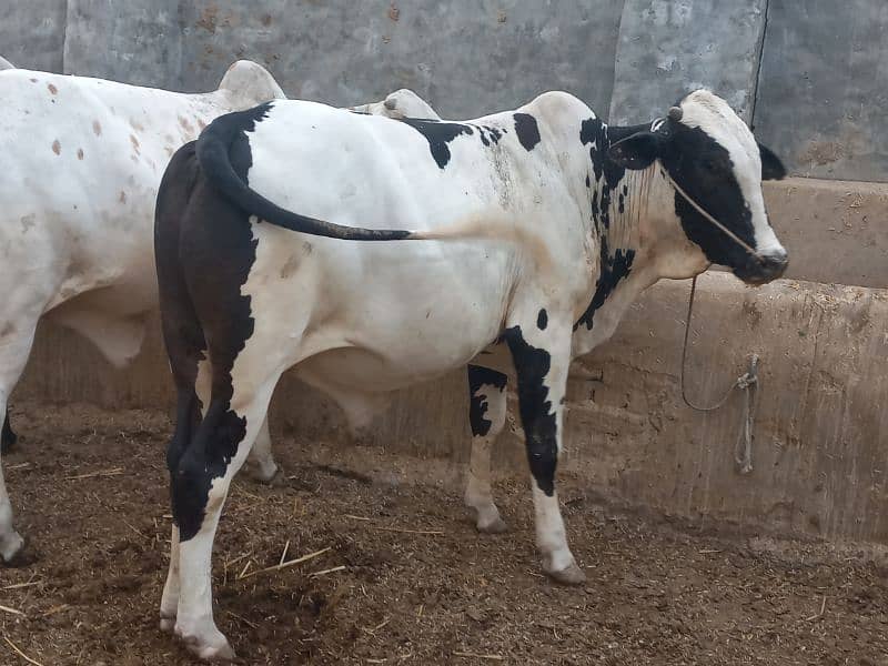 ghr mn pale hue Bachre 2 daant 03143571773 13