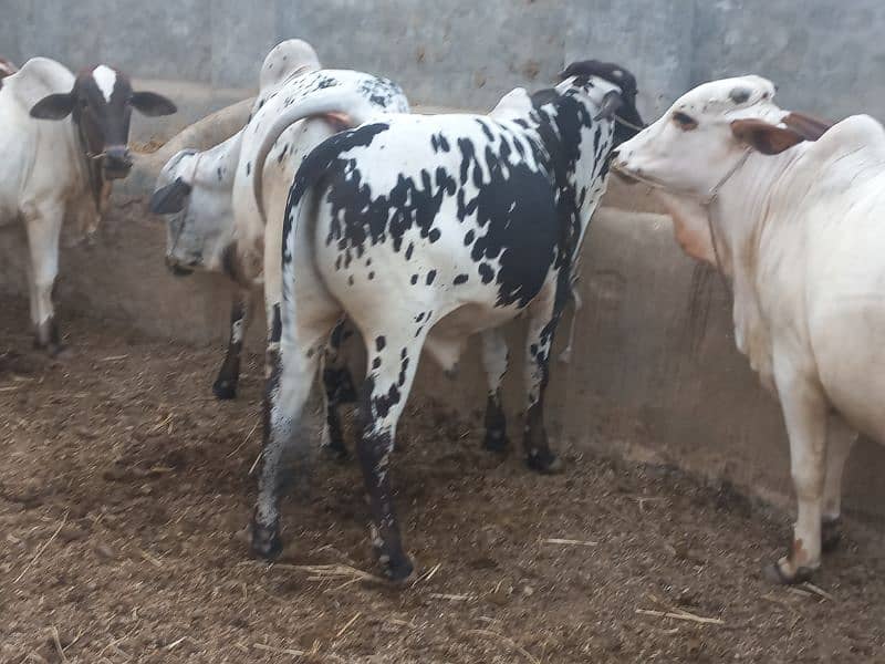 ghr mn pale hue Bachre 2 daant 03143571773 14