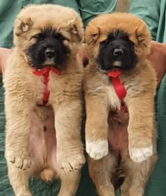 king Kurdish kangal pair dabal hadi Havey bone structure pair for sale