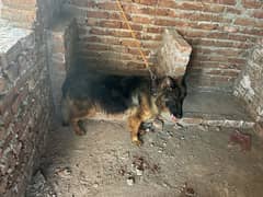 female dog