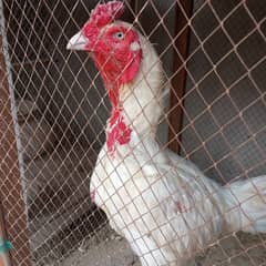 chicks and breeder male for sale