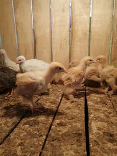Golden heavy buff chicks available