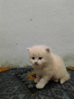 kitty available