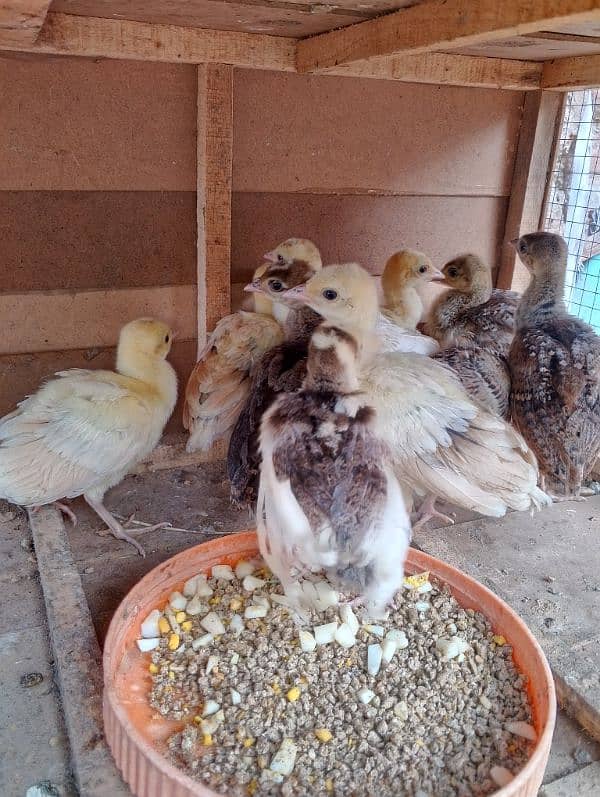 peacock chiks 0