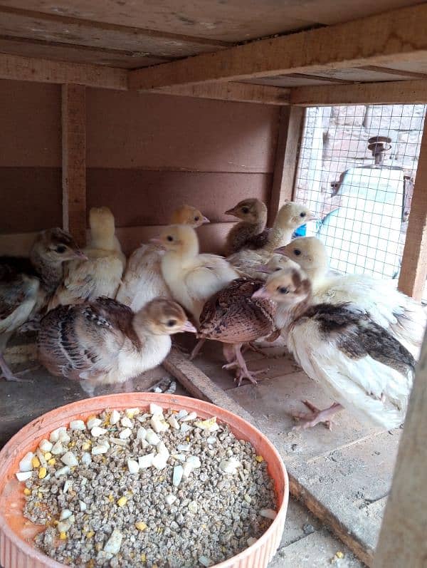 peacock chiks 1