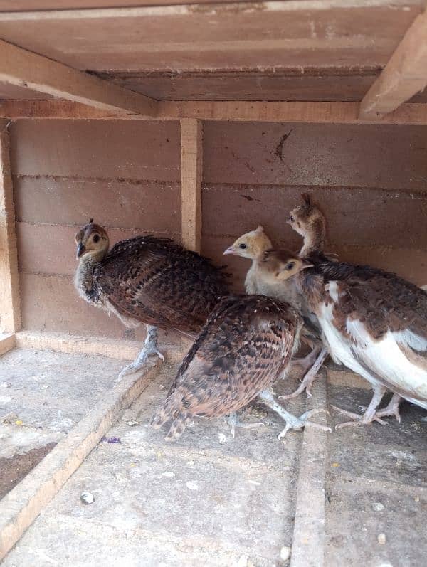 peacock chiks 2