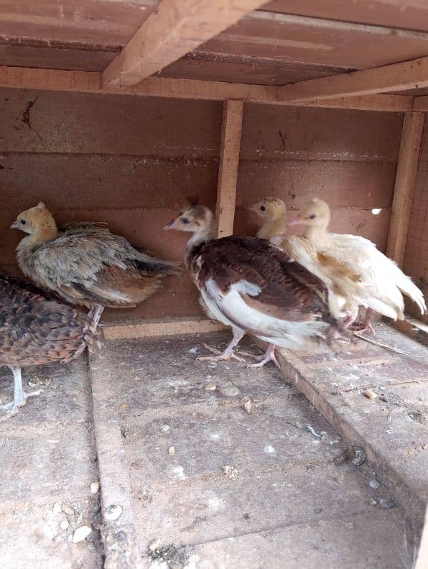 peacock chiks 3
