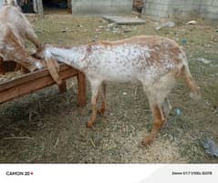 Makkhi