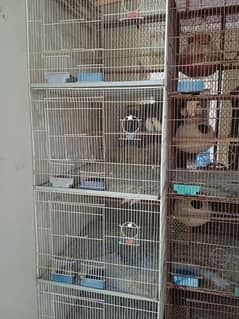 love bird and cages
