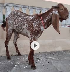 Qurbani Bakary 2025 for sale
