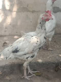 high quality bagam murgi
