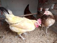Eggs laying Hens
