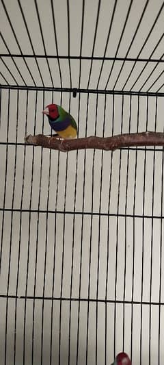 Gouldian Finches