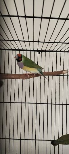 Gouldian