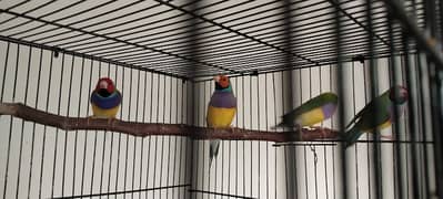Gouldian