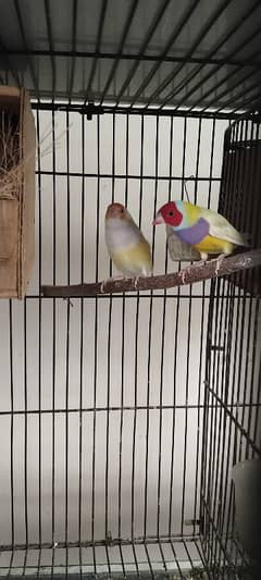 Gouldian
