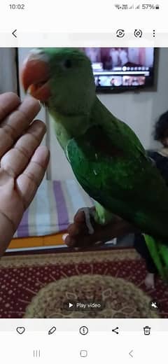 kashmiri raw