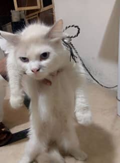 Male Cat For Sale
